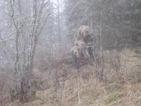 не сразу сообразили, что медведь исскуственный.jpg