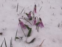 встречались вот такие пейзажи.jpg