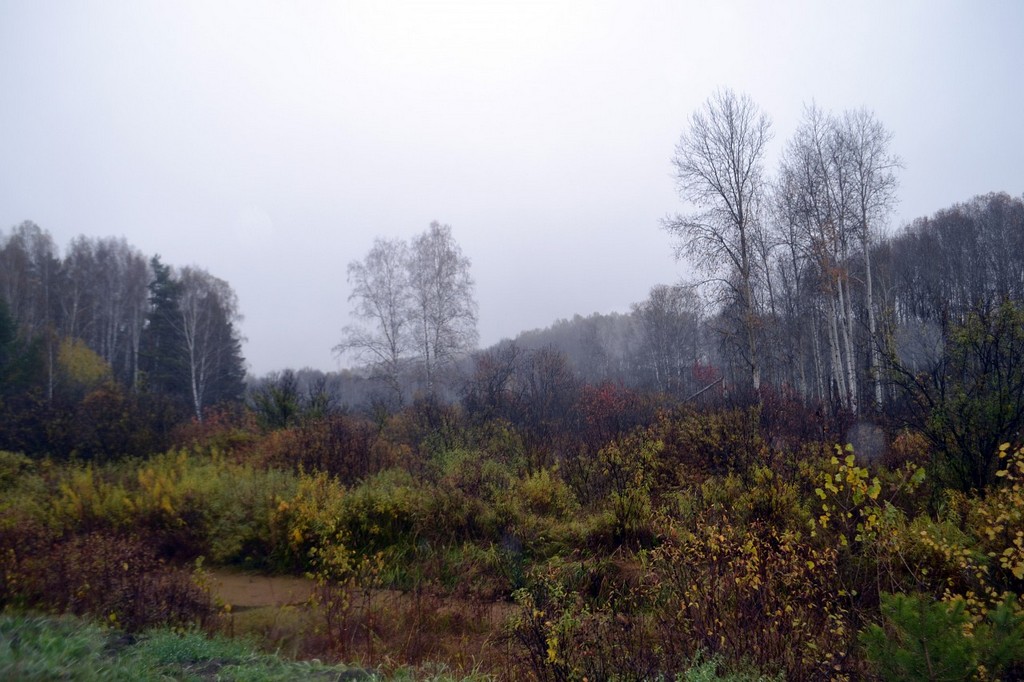 Осенняя Тайга Фото